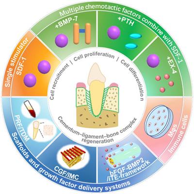 Stem cell homing in <mark class="highlighted">periodontal tissue</mark> regeneration